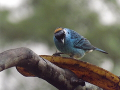 Chalcothraupis ruficervix