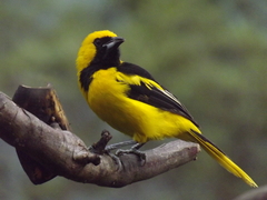Icterus mesomelas