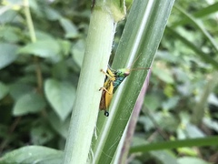 Caryanda spuria