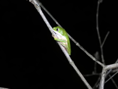 Pithecopus hypochondrialis