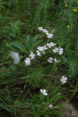 Silene linnaeana