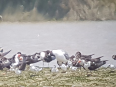 Chlidonias leucopterus