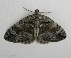 Dysstroma hersiliata