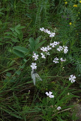Silene linnaeana