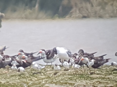 Chlidonias leucopterus