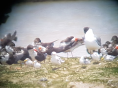 Chlidonias leucopterus