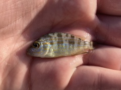 Orthopristis chrysoptera