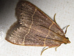 Hypsopygia glaucinalis