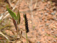 Junonia