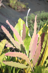 Epiphyllum phyllanthus