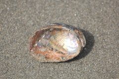 Haliotis virginea virginea