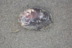 Haliotis virginea virginea