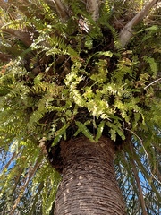 Nephrolepis cordifolia