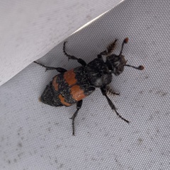 Nicrophorus investigator
