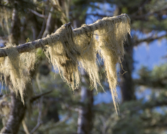 Alectoria sarmentosa