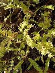 Nephrolepis cordifolia