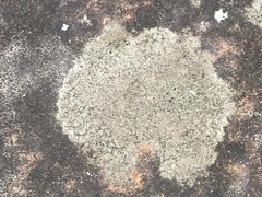 Lecanora strobilina