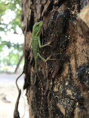 Bronchocela jubata