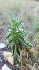 Sideritis romana romana