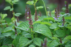 Coleus monostachyus