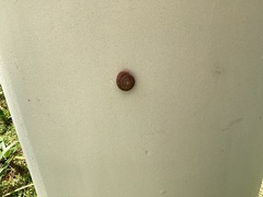 Quantula striata