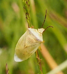 Eupolemus virescens