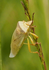 Eupolemus virescens