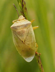 Eupolemus virescens