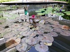 Nymphaea