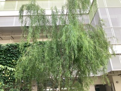 Leptospermum madidum