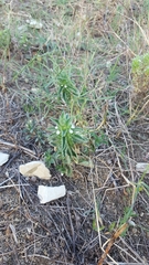 Sideritis romana romana