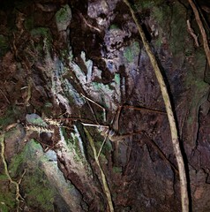 Pachyrhamma acanthocerum