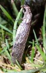 Archichauliodes diversus