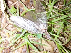 Archichauliodes diversus