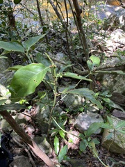 Mitriostigma axillare