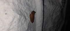 Dendropsophus microcephalus
