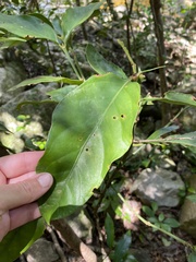 Mitriostigma axillare