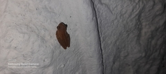 Dendropsophus microcephalus
