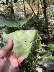 Mitriostigma axillare