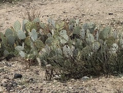 Opuntia engelmannii