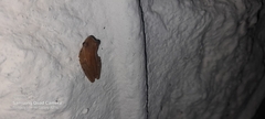 Dendropsophus microcephalus
