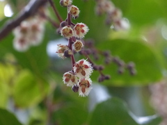 Elaeocarpus variabilis