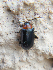 Disonycha politula