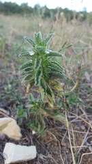 Sideritis romana romana