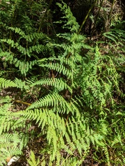 Hypolepis glandulifera