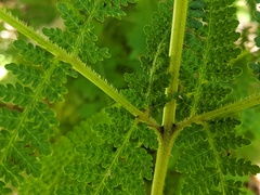 Hypolepis glandulifera