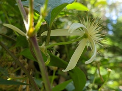Clematis clitorioides