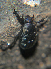 Cymophorus