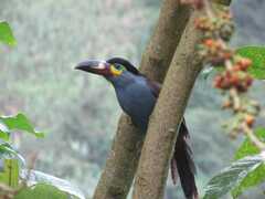 Andigena laminirostris