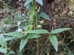 Clematis clitorioides
